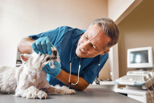 Best After-Hours Emergency Dentist in New Hackensack, NY